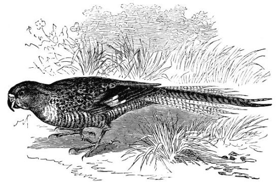 Pezoporinus formosus