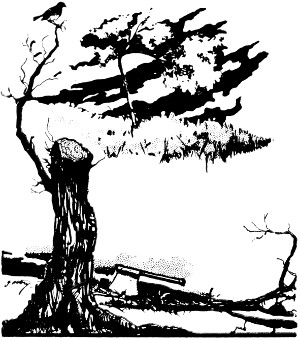 Chopped down tree with axe Chopped down tree with axe