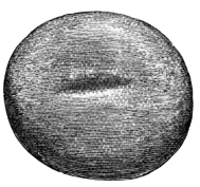 Fig. 221.—Pebble of Quartzite marked by use as a point-sharpener, from Broch of Lingrow (2½ inches in length).