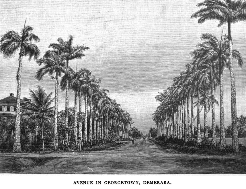Avenue in Georgetown, Demerara.